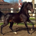 Show de cai pur sânge arab la Sibiu, cu intrarea liberă